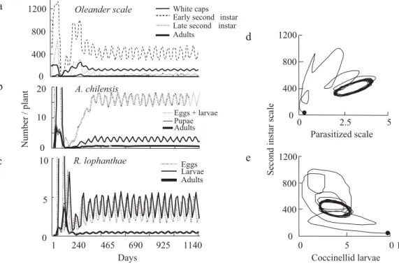 Fig. 8. The simulated population dynamic in a temperature regime that  ﬂ  uctuated daily between 15-25qC: (a) the oleander  scale, (b) the coccinellid predator R