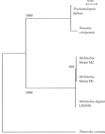 Fig. 1. Phylogenetic tree of ITS2 sequences from the M.
