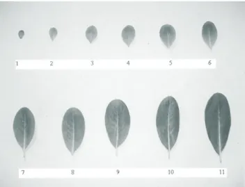 Table 1. Leaf changes associated with developments of C. roseus.