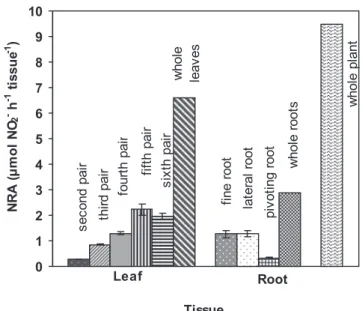 Figure 6. Distribution of nitrate reductase activity (NRA) in leaves  and  roots  of  23-week-old  coffee  plants