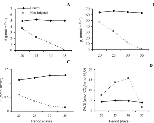 Figure 2. Net photosynthesis - A (A), stomatal conductance - g s  (B), transpiration - E (C) and water use efficiency - WUE (D) in  Minquartia guianensis seedlings under different treatments regarding water availability