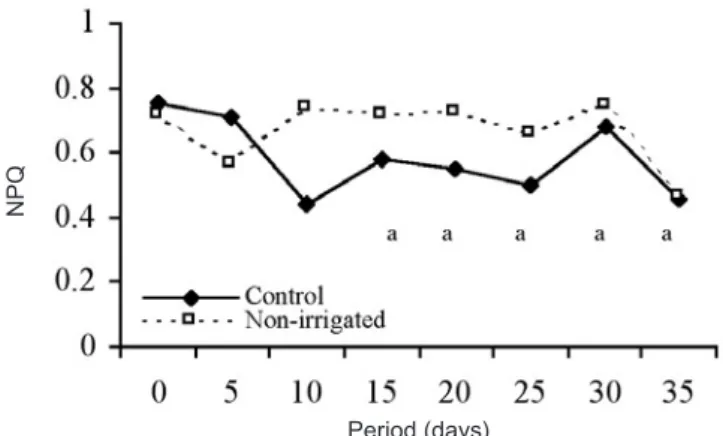 Figure  4.  Non-photochemical  quenching  of  the  excitation  energy (NPQ) in Minquartia guianensis seedlings under  different  treatments  regarding  water  availability