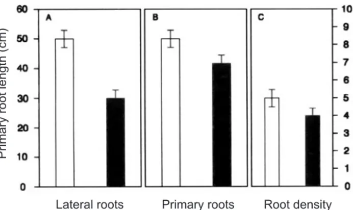 Figure 4. Root phenotype of bean seedlings incubated with  0.01 µM OGA 10  for 3 days