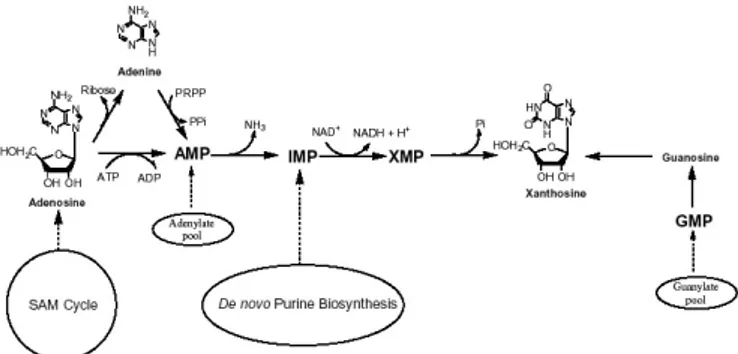 Figure 1.  The “provider pathways” for xanthosine. Caffeine  biosynthesis  starts  with  the  methylation  of  xanthosine