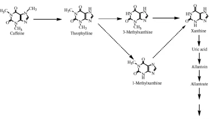 Figure 3. Possible degradation pathways of caffeine in coffee  plants. The major pathway is shown in arrows with a solid  line, and minor routes with a dotted line.