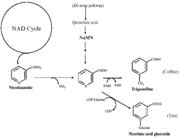 Figure  4.  Biosynthesis  of  trigonelline  in  coffee  plants. 