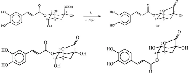 Figure 3. Formation of a 1,5- γ -quinolactone from chlorogenic acid during roasting (A), and the two major chlorogenic acid  lactones in roasted coffee: 3-caffeoylquinic-1,5- γ -lactone (left) and 4-caffeoylquinic-1,5- γ -lactone (right) (B) Although under