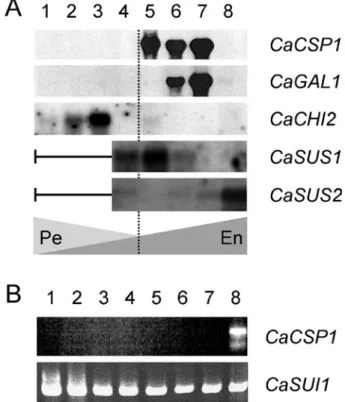 Figure 8. Example of genes expressed during bean development  in C. arabica. A: Total RNAs were extracted from whole  seeds  (perisperm  and  endosperm)  and  probed  by  32  P-labelled cDNA of 11S storage proteins (CaCSP1, Y16976: 