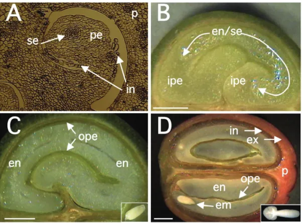 Figure 2. Key steps of coffee fruit development. Coffee fruits of C. arabica var. Acaiá Cerrado MG-1474 were harvested on different  days after flowering (DAF) and sectioned for analysis (Estanislau, 2002)