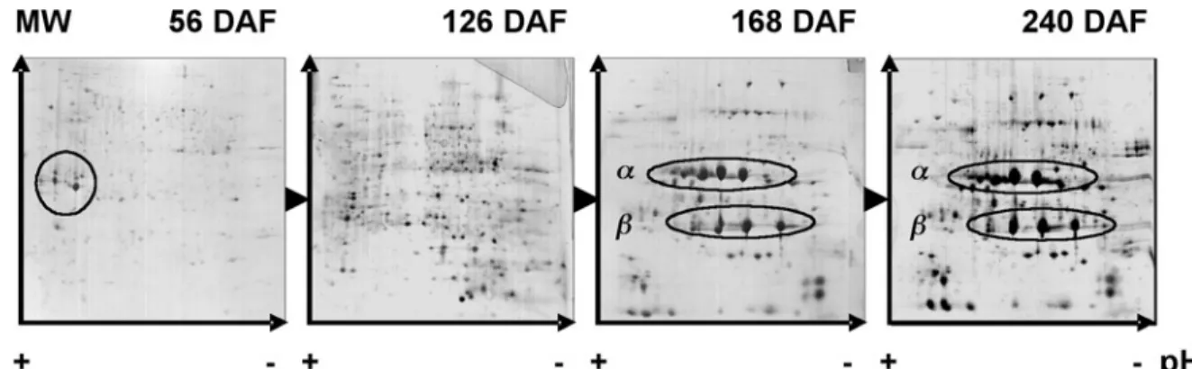 Figure 3. Evolution of proteins during coffee bean development. Soluble proteins of C