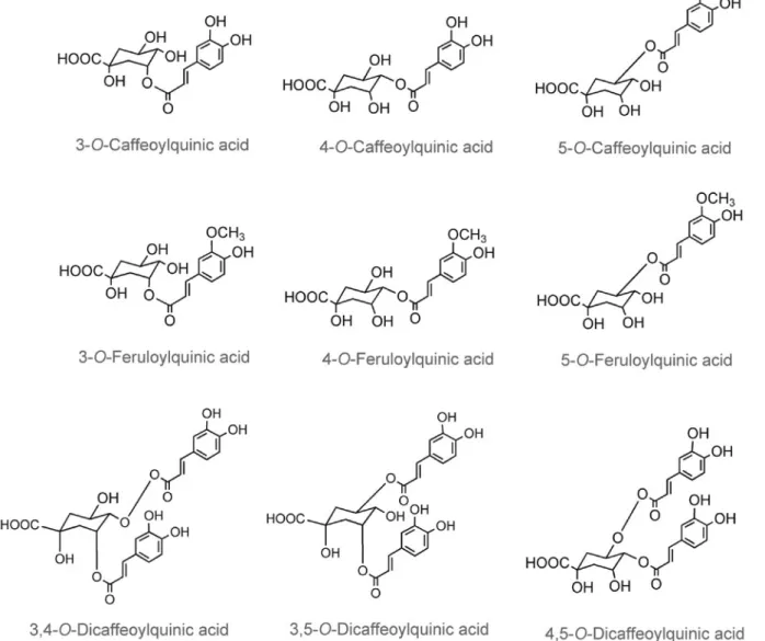 Figure 2. Major chlorogenic acids found in coffee.