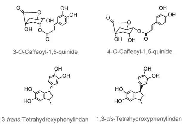 Figure 5.  During roasting some of the chlorogenic acids are transformed resulting in the appearance of lactones (caffeoyl  quinides) and phenylindans.