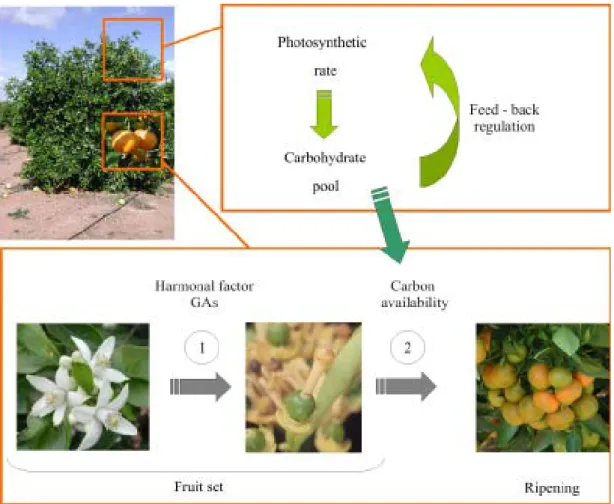 Figure 3. Regulation of citrus fruit set and growth. Aside from flowering, other major regulating factors of fruit set and growth are the gibberellin and carbohydrate supplies