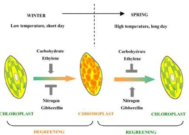 Figure 4. Regulation of color break in citrus fruits. External fruit ripening is dependent upon the conversion of chloro- chloro-to chromoplast and involves the progressive loss of chlorophylls and the gain of carotenoids, changing peel color from green to