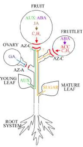 Figure 2. Regulation of citrus fruit abscission. Flower and ovary abscission through abscission zone (AZ) A (AZ-A) located between branch and the peduncle occurs at the branch and the peduncle (AZ-A) occurs at the beginning of the fruit-set period and is n