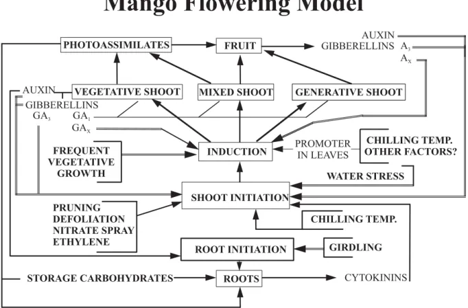 Figure 1. Conceptual flowering model of mango. The model summarizes the proposed roles for various phytohormones in initiation of shoot growth and in defining the vegetative or reproductive outcome of that growth (induction)