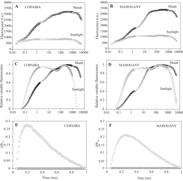 Figure 1:  (A, B) – Polyphasic Chl a fluorescence transients recorded in copaiba and mahogany under shade and sunlight