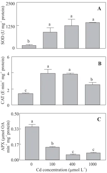 Figure 4. Effect of Cd at different concentrations on ascorbic acid (AsA) (A) and non-protein thiol groups concentrations (B) of 10-d-old cucumber seedlings