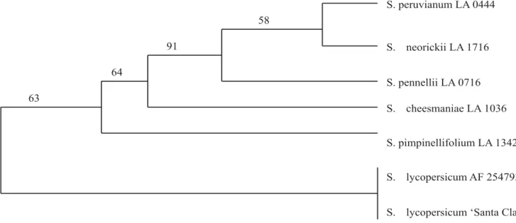 Figure 1. Phylogenetic tree obtained from the Clustal alignment of the chromoplast-specific lycopene cyclase gene fragment from Solanum species