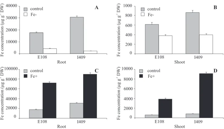 Figure 3. Iron concentration in roots and shoots of rice cultivars EPAGRI 108 (E108) and BR-IRGA 409 (I409) submitted to iron deficiency (Fe–, white bars) (A,B) 6.5 mg L -1  of iron (control, gray bars) or 500 mg L -1  of iron (Fe+, black bars) (C,D) for 1