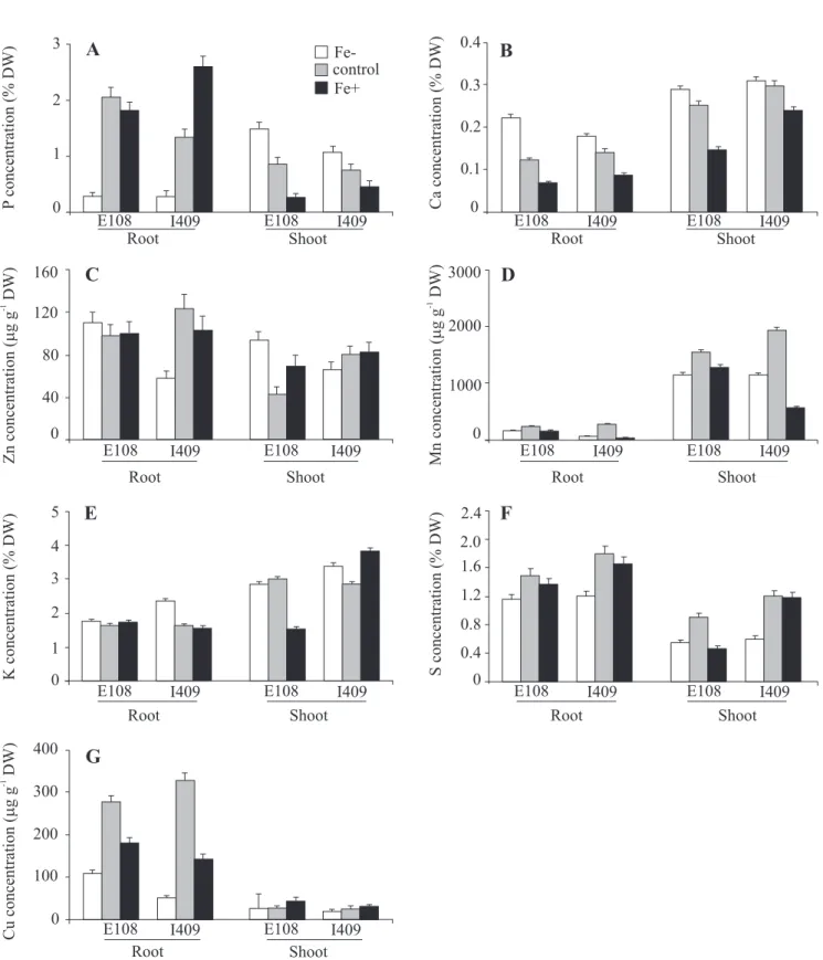 Figure 4. Nutrient concentrations [P (A), Ca (B), Zn (C), Mn (D), K (E), S (F), and Cu (G)] in roots and shoots of rice cultivars EPAGRI 108 (E108) and BR-IRGA 409 (I409) submitted to iron deficiency (Fe–, white bars), 6.5 mg L -1  of iron (control, gray b