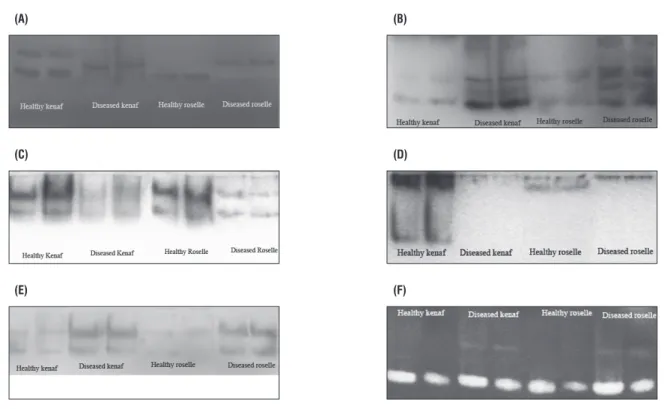 figure 7. Isozyme polymorphism profiles from healthy and diseased leaves of Hibiscus cannabinus (kenaf) and H