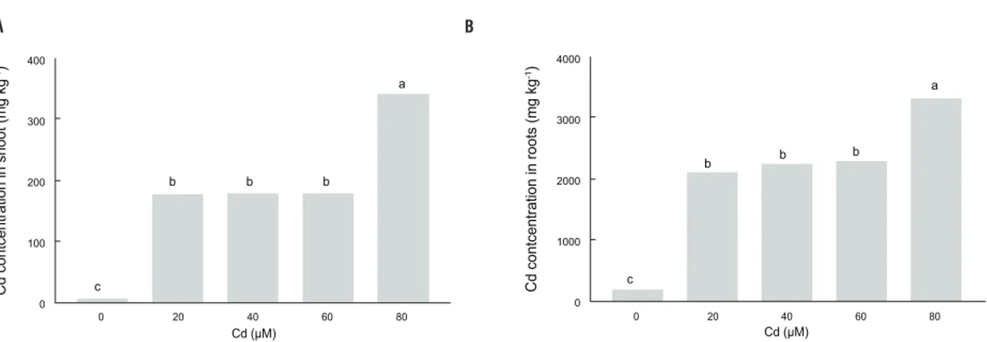figure 1. Cadmium concentration in shoot (a) and roots (b) of Pfaffia glomerata plants grown under increasing concentrations of Cd for 7 d