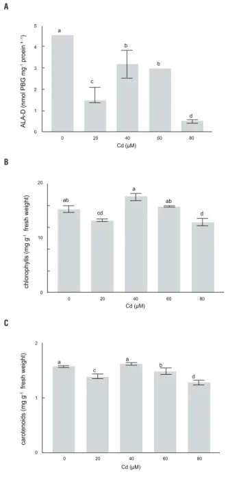 figure  5.  Activity  of  δ-aminolevulinic  acid  dehydratase  (ALA-D)  (a),  chlorophyll  (b)  and  carotenoid  concentration  (c)  of  Pfaffia  glomerata  plants  grown  under  increasing  concentrations  of  Cd  for  7  d