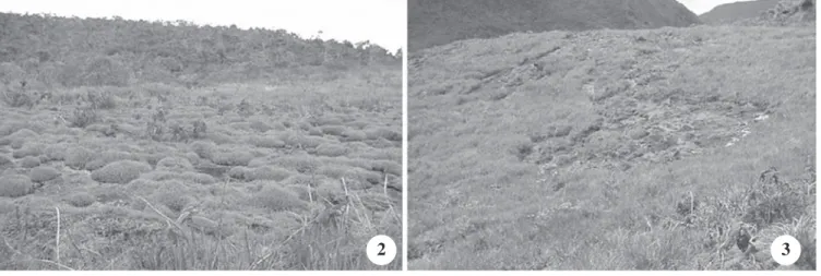 Figure 2. Cushions of Trilepis lhotzkiana, present in the granitic rock outcrop, in “Campo de Altitude” in the “Totem Deitado” summit, “Serra das Cabeças”, “Parque Estadual da Serra do Brigadeiro”, MG, Brazil