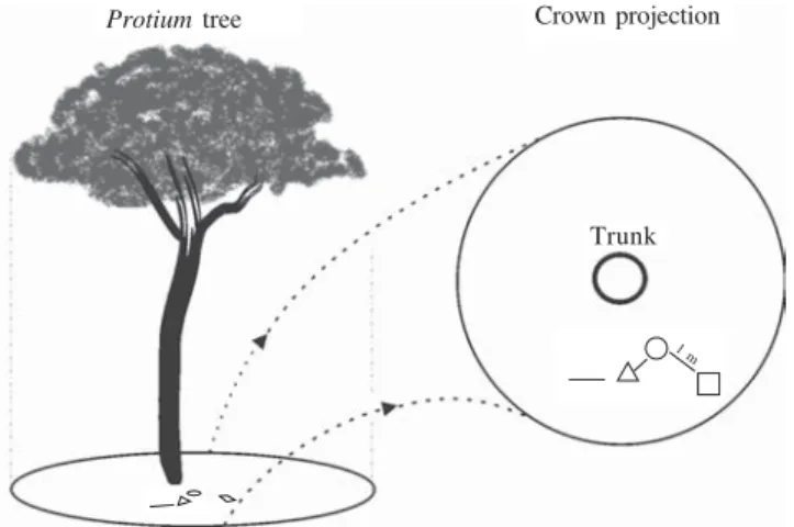 Figure 1. Schematic drawing showing the disposal of the main above-ground foraging trail leading to the gallery entrances (—), ant gallery entrances ( ), ant-made seed piles ( ) and plots ( ) allocated to sample untouched seeds beneath focal Protium heptap
