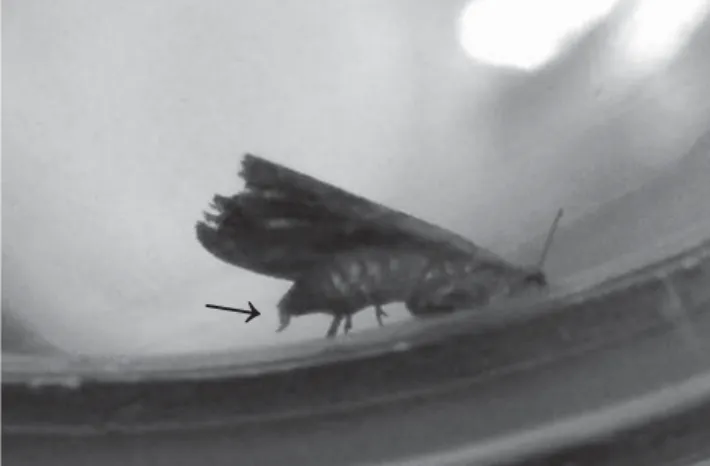 Fig 1 Typical posture of a calling Crocidosema aporema  female. The arrow indicates the putative pheromone gland  protruded from the tip of the abdomen, this structure is only  visible when the female is calling (photo taken under red light  without  ﬂ  as