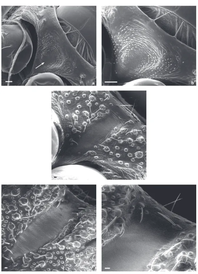 Fig 3 Triatoma williami  - ventral view: proesternumum and stridulatory sulcus. a,b) 1 st  instar (the small arrow shows rudimentary  horizontal striae; the large arrows show two sensillae); c) 3 rd  instar; d, e) 5 th  instar