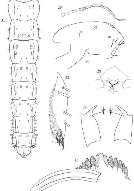 Figs 28-34  Tanytarsus fittkaui sp. n. pupa (28-32) and larva (33-34). 28) frontal apotome; 29) thoracic horn; 30) thorax; 31)  tergites I-IX; 32) posterolateral comb of segment VIII; 33) clypeus with clypeal seta S3 and antennal tubercles; 34) mentum and 