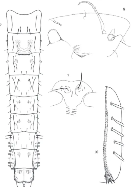 Table 1 Lengths (in µm) and proportions of legs of Tanytarsus lenyae sp. n.