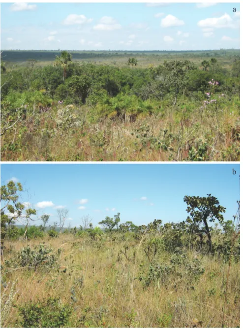 Fig  1  General  view  of  the  habitat  of Moneuptychia  giffordi. a) open field with riparian vegetation; b) close view of a 