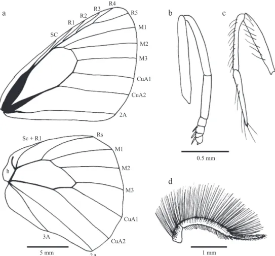 Fig 3 Morphological characters of Moneuptychia giffordi. a) male wing venation - forewing above and hindwing below; b)  female foreleg; c) male foreleg; d) male palpus.