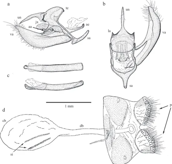 Fig 4 Male and female genitalia of Moneuptychia giffordi. a) lateral view; b) dorsal view; c) aedeagus (dorsal above, lateral  below); d) female genitalia; sa = saccus, va = valva, ae = aedeagus, un = uncus, te = tegumen, la = latero-posterior apophyses of