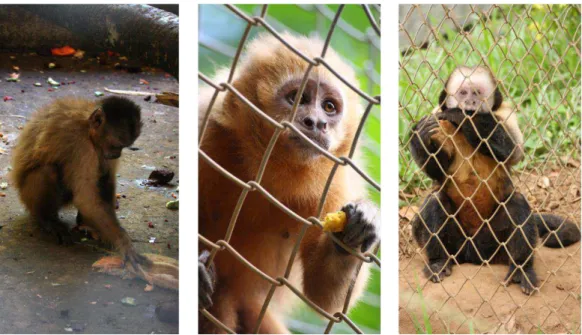 Figure  4,  5  and  6.  4.  Closed  enclosure  (left  picture)  at  CETAS.  5  and  6