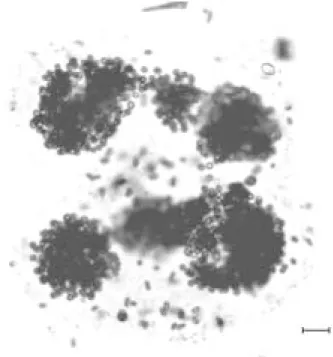 Figure 1. Microcystis viridis colony. Bar = 20µm.