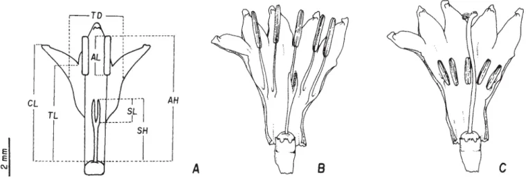 Figure 1. Flowers of Psychotria ipecacuanha. A. Floral diagram (CL = corolla length, TL = corolla tube length, AH = anther height, SH = stigma height, SL = stigma length, AL = anther length, TD = corolla tube diameter)