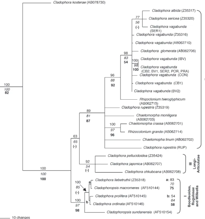 Figure 1. Maximum parsimony consensus tree based on SSU rDNA. Bootstrap values for the different analyses are plotted on the  branches: neighbor joining (ﬁ rst line, normal typeface) and maximum parsimony (second line, italic typeface) were performed  for 