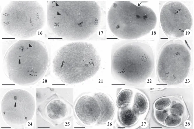 Table 6. Mean values of normal tetrads, irregular post-meiotic products (PMP) and meiotic index (MIx) in Passiflora