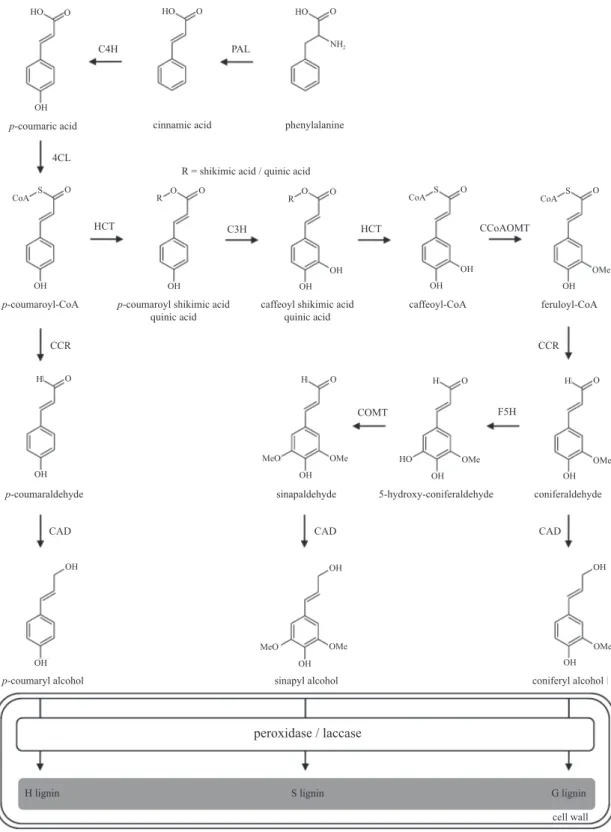 Figure 1. Metabolic pathway for the biosynthesis of the three monolignols: p-coumaryl, coniferyl, and sinapyl alcohols