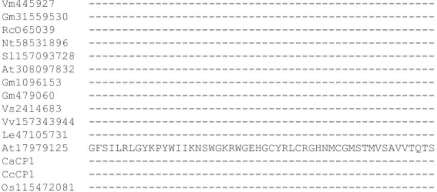 Figure 5. Multiple alignment of the deduced amino acid sequences of Coffea arabica cysteine proteinases
