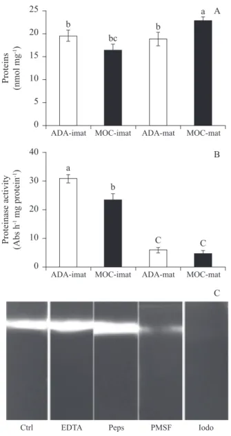 Figure 3. Soluble protein content (A) and proteinase activity  (B) in extracts of endosperm from immature and mature  coffe fruits from Adamantina and Mococa and SDS-PAGE  for proteinase class determination using immature endosperm  extract from Adamantina
