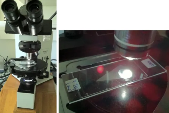 Figure 3 – Coccolithophores counting using a petrographic optical microscope with the amplified  sample (FCUL- NannoLab)