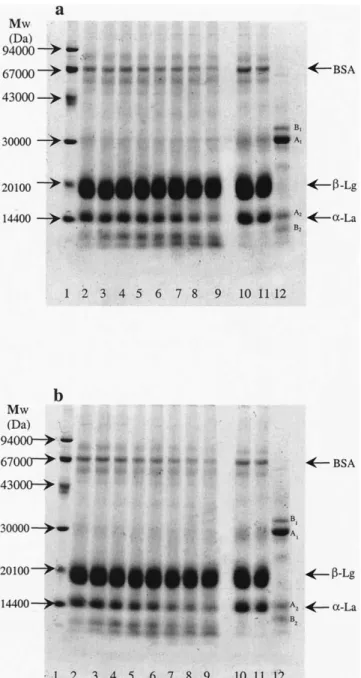 Fig. 4. SDS-PAGE evolution of the concentration of ␤-Lg ( f ), ␣-La ( u ) and BSA( e ) with incubation time, when acted upon by the fraction  pre-cipitated at (a) 30% saturation and at (c) 70% saturation with ammonium sulfate, and by (e) the crude extract;