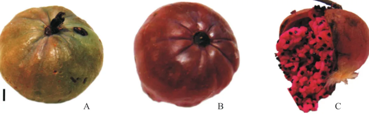 Figure 1. external views of the ripe fruit of  Pilosocereus gounellei (xique-xique), immature (a), mature (B), and internal  aspect (c)