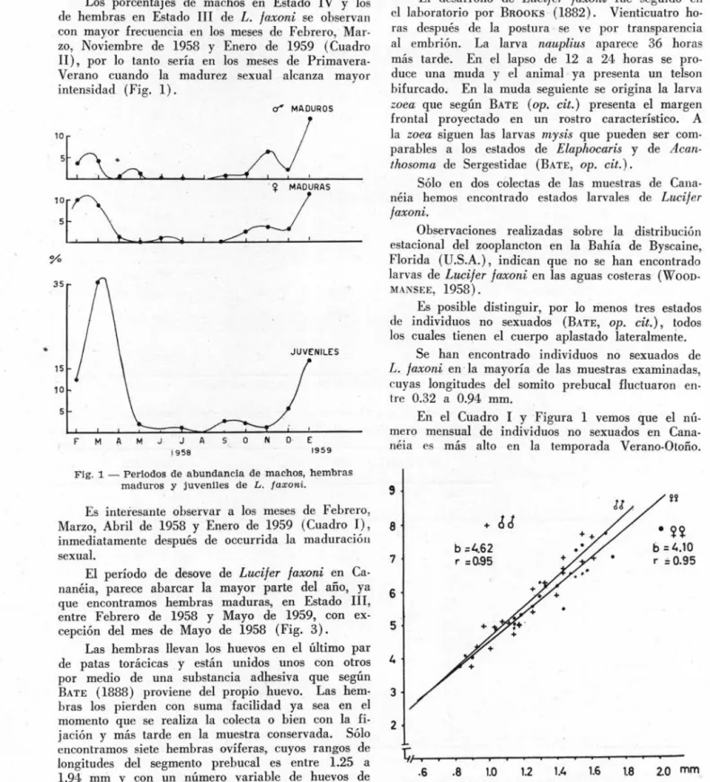 Fig.  1  - Perlodos  de  abundancla  de  machos,  hembras  maduros  y  juvenlles  de  L 