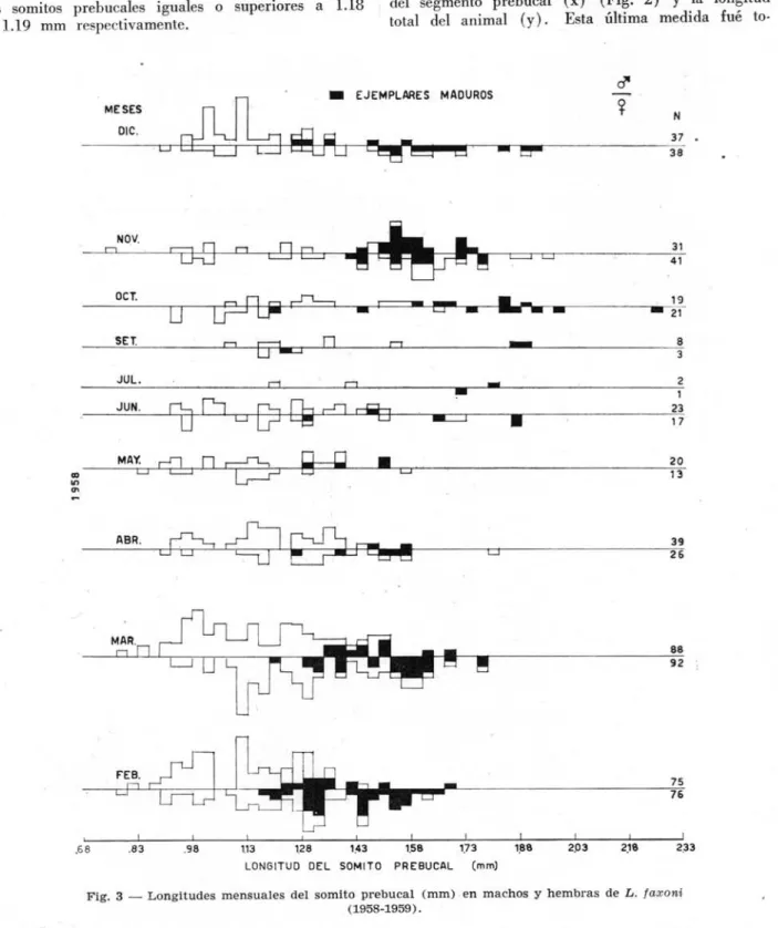 Fig.  3  - Longitudes  mensuales  deI  somito  prebucal  (mm)  en  machos  y  hembras  de  L 
